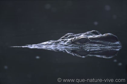 Crocodile au repos
